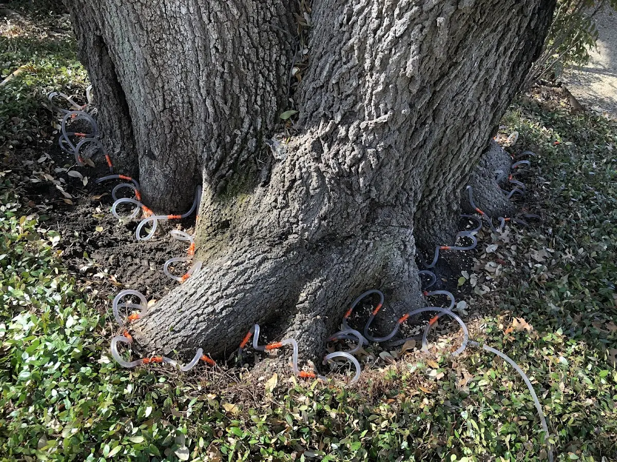 Detailed Tree Cabling and Bracing job site in Buena Vista