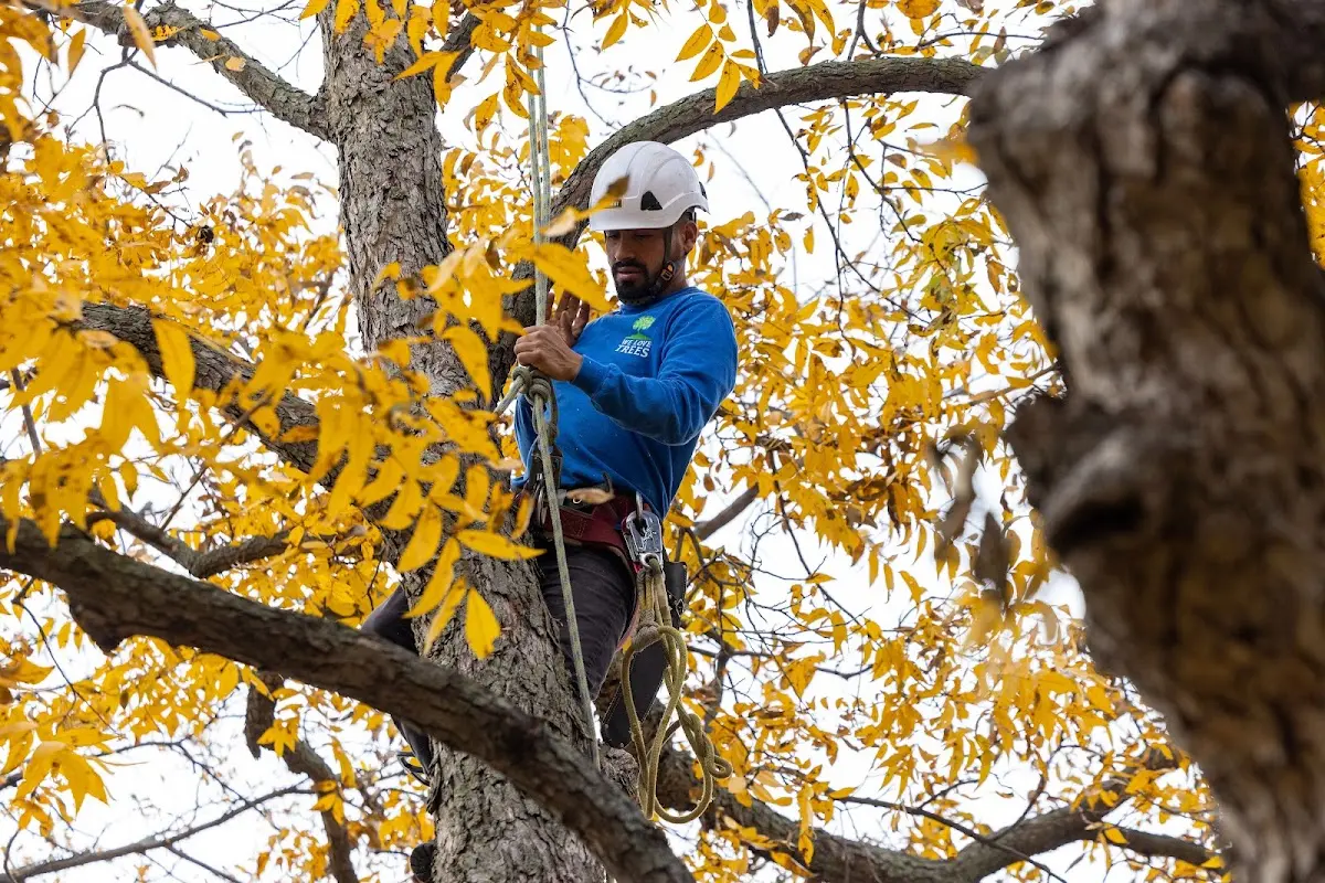 Skilled Tree Planing crew working in Buena Vista
